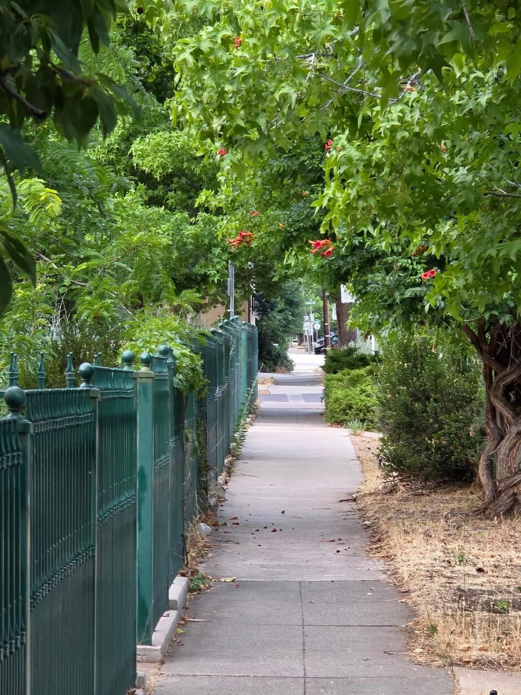 Tree-lined sidewalk with a green wrought-iron fence near Susanville